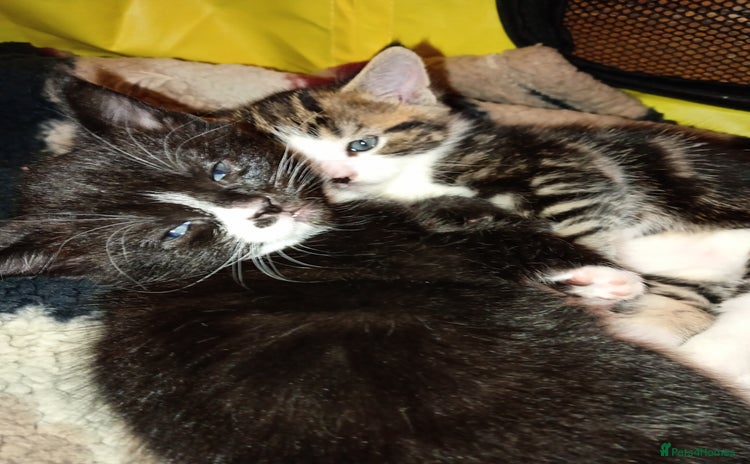 Mixed Breed cats - Advert 12