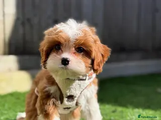 Cavapoo dogs 5 ⭐️ LICENSED BREEDER HEALTH TESTED F1 CAVAPOOS - Advert 7