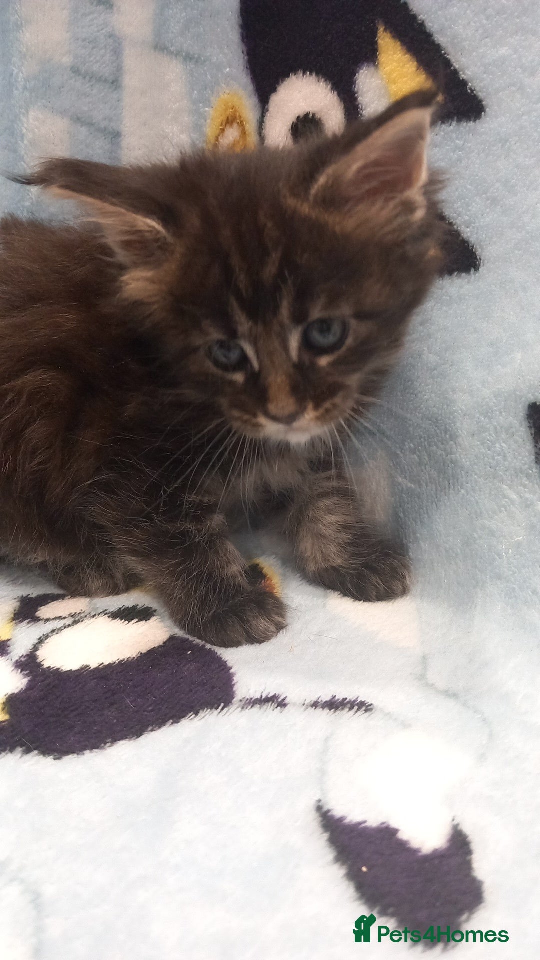 Maine Coon cats for sale: Beautiful Maine Coon kittens  - Advert 12