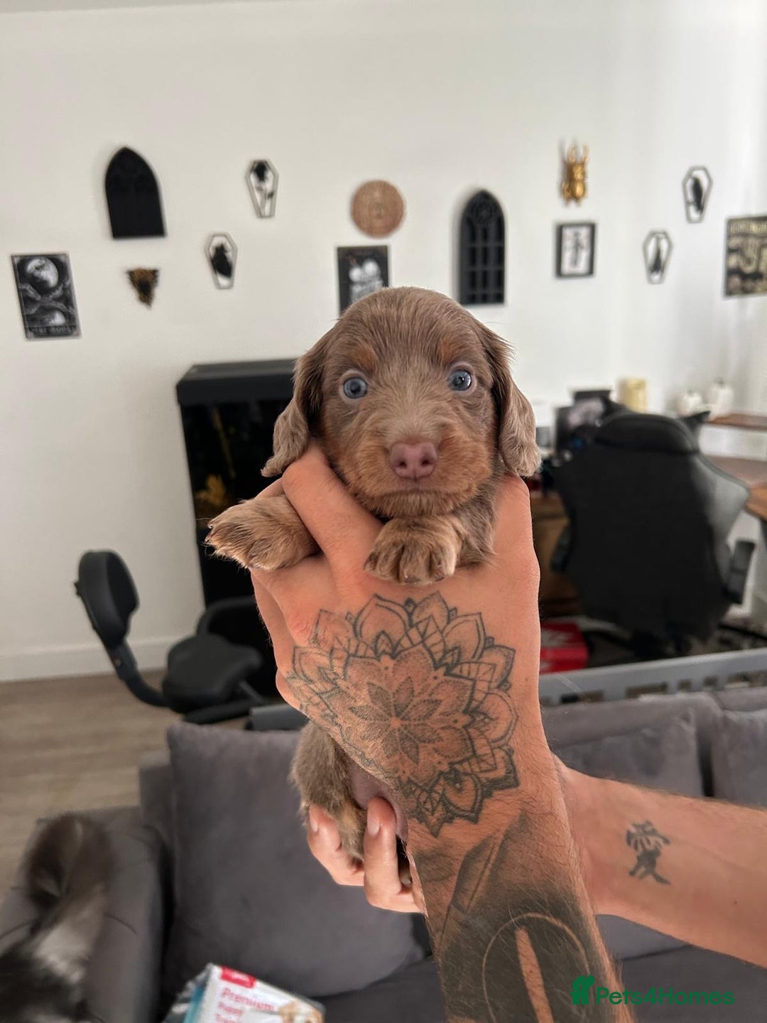Miniature Dachshund dogs for sale: Beautiful champion miniature dachshunds - Image 13