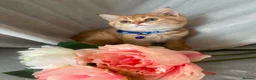 British Longhair cats for sale: British longhair  - Advert 16
