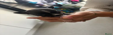 Male pup dark coloured 
