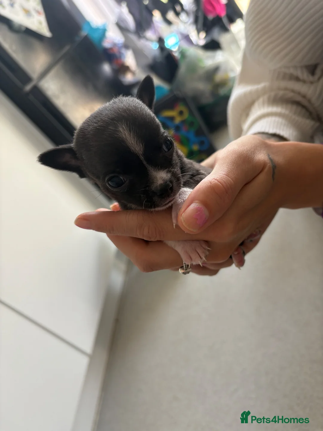 Mixed Breed dogs for sale: 3 beautiful chihuahua cross pups  - Advert 2