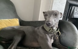 Whippet dogs for stud: Proven KC registered Whippet for Stud in London - Image 7