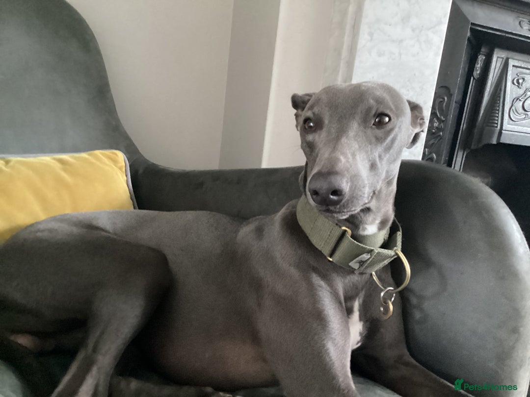 Whippet dogs for stud: Proven KC registered Whippet for Stud in London - Image 7