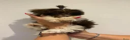 Shih Tzu dogs for sale: Last two READY NOW!!   - Advert 2