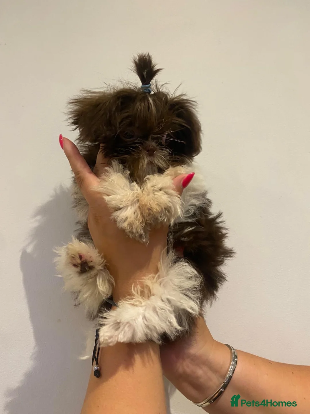 Shih Tzu dogs for sale: Last two READY NOW!!   - Advert 2