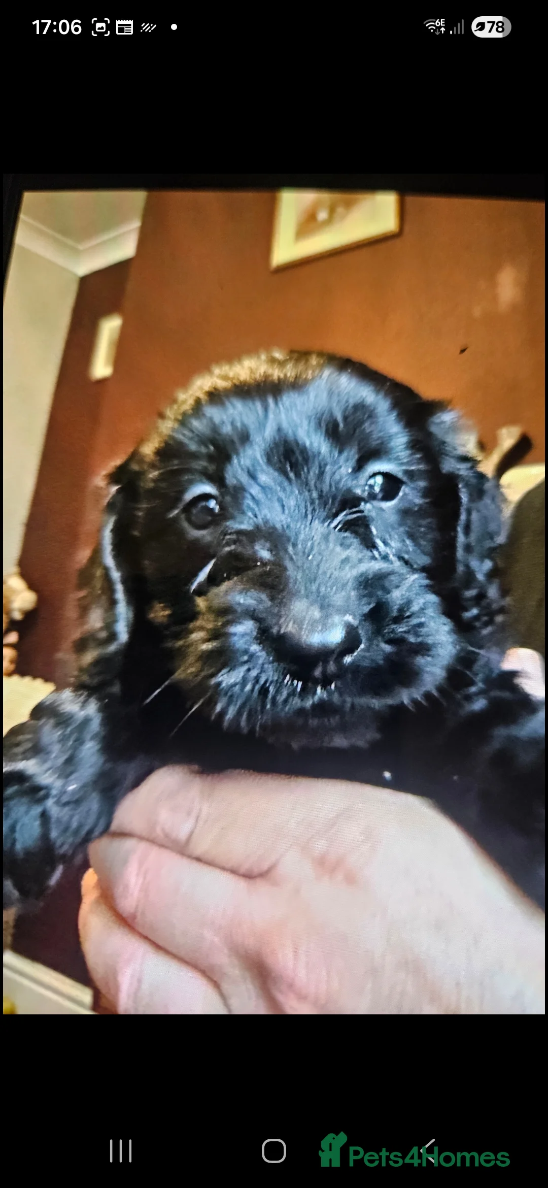 Cockapoo dogs for sale: Cockapoo  - Advert 2