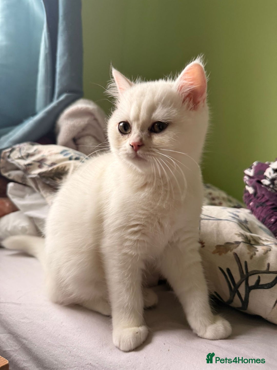 British Shorthair cats for sale: Gorgeous White British Shorthair Girl  - Image 12