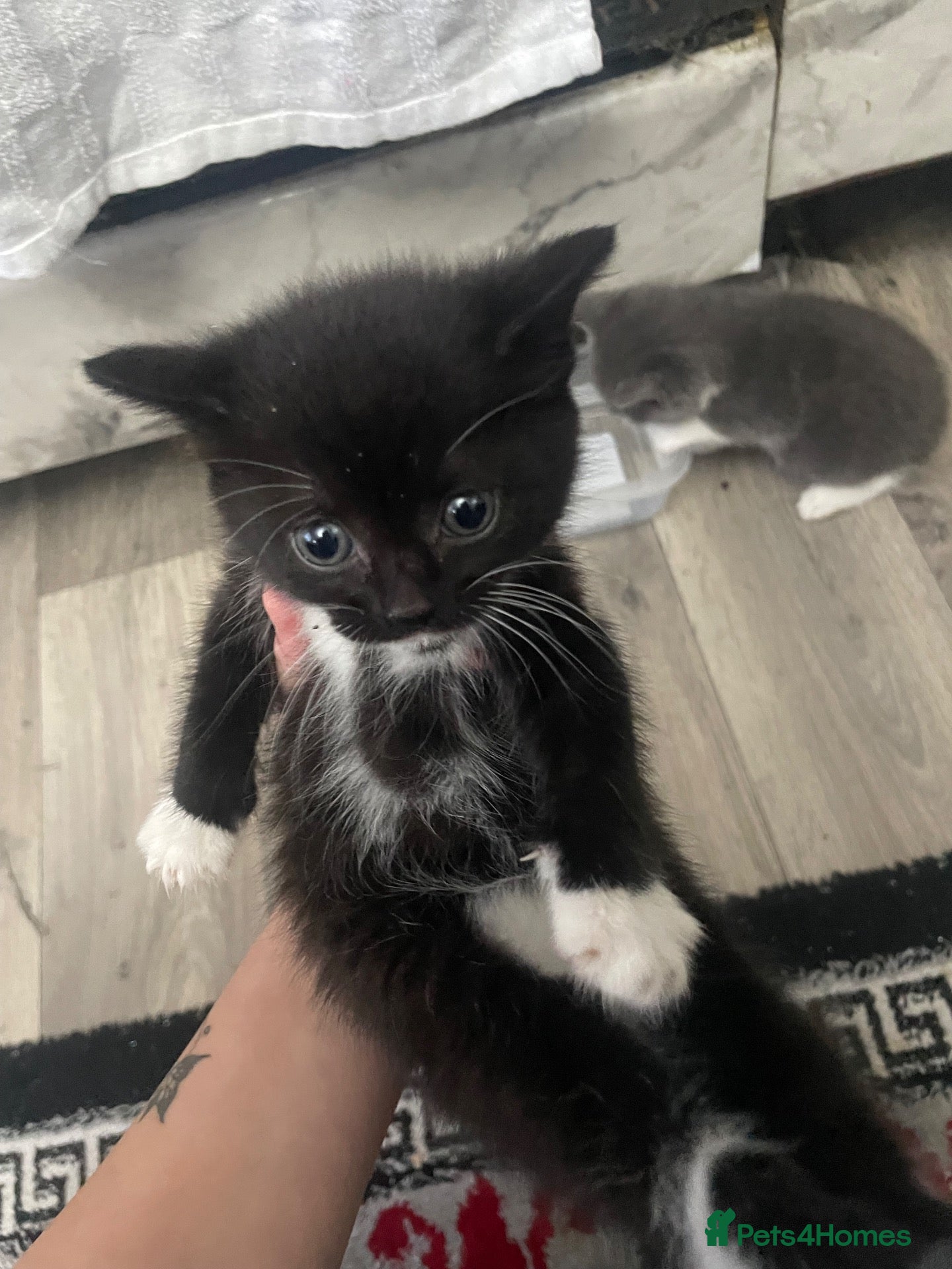 Mixed Breed cats 4 beautiful female kittens for sale  - Advert 2