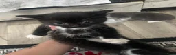 Mixed Breed cats for sale: 4 beautiful female kittens for sale  - Advert 1