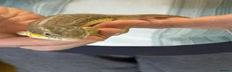 Skink reptiles for sale: Pair blue tongue and group Berber skinks  - Advert 6
