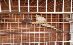 Cockatiels birds for sale: Mixed young cockatiels  - Image 7
