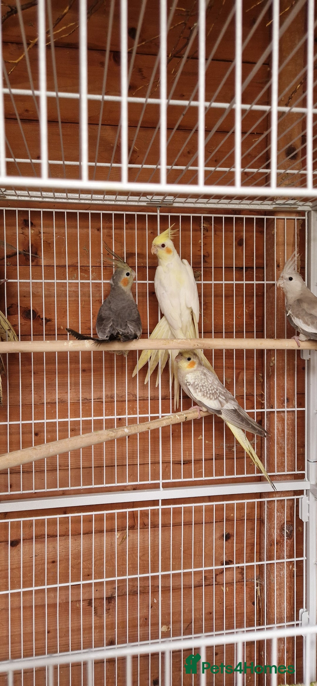Cockatiels birds for sale: Mixed young cockatiels  - Image 7