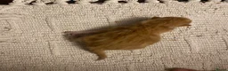 Mixed Breed cats for sale: 🐾 Adorable ginger kittens for sale, Chester 🐾  - Advert 39