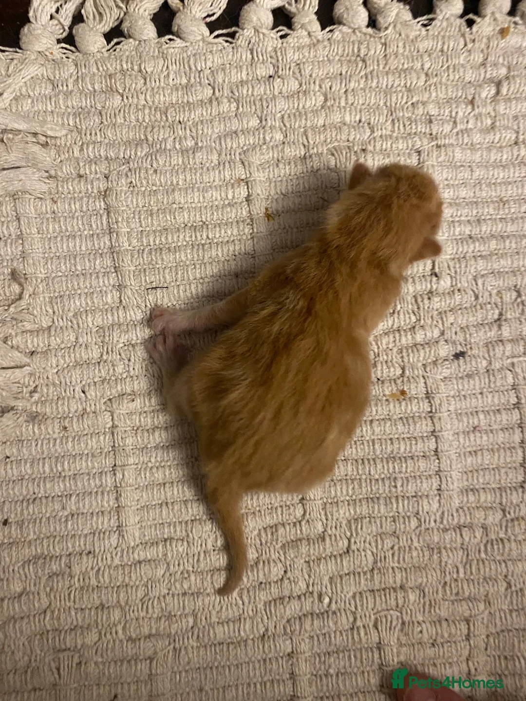 Mixed Breed cats for sale: 🐾 Adorable ginger kittens for sale, Chester 🐾  - Advert 39
