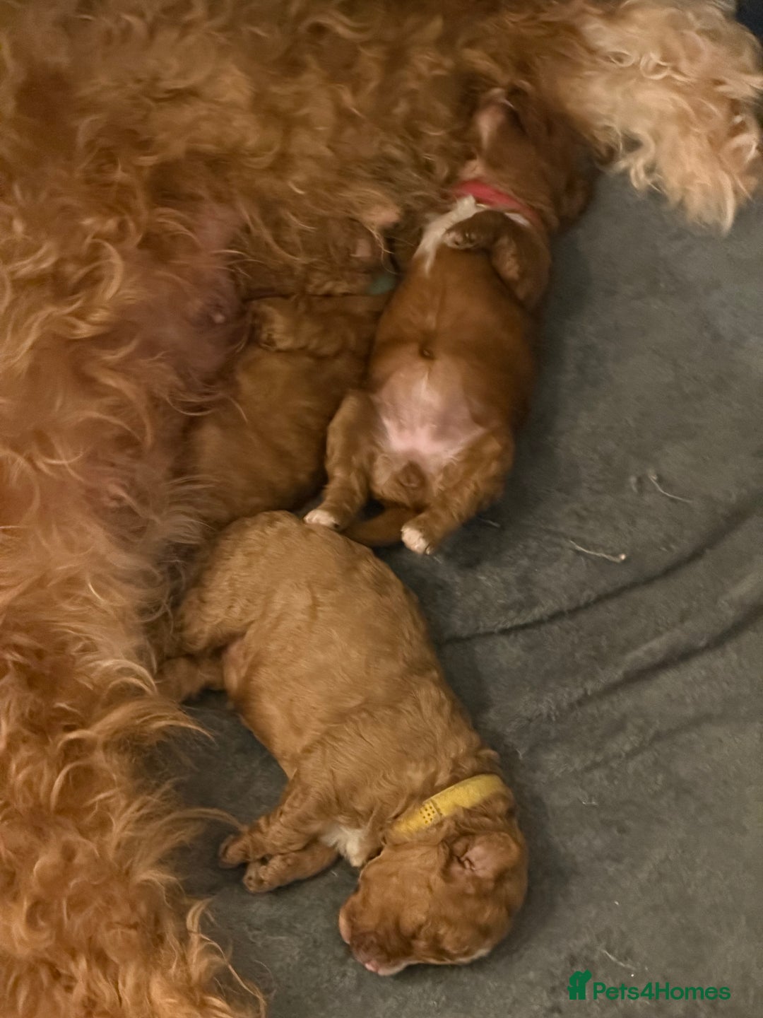 Cavapoo dogs for sale: *Only 1 left *beautiful Cavapoo puppies  - Advert 11