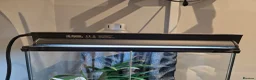 Gecko reptiles for sale: Red Stripe Gargoyle Gecko Setup - Advert 4