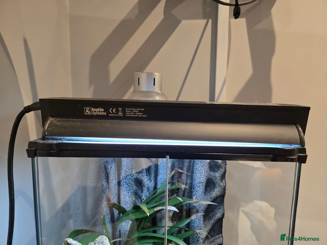 Gecko reptiles for sale: Red Stripe Gargoyle Gecko Setup - Advert 4