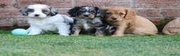 Cavapoo dogs for sale: COCKERLIERPOO puppies for sale - Advert 21