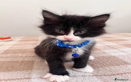 Mixed Breed cats for sale: Free trained kittens - Image 2