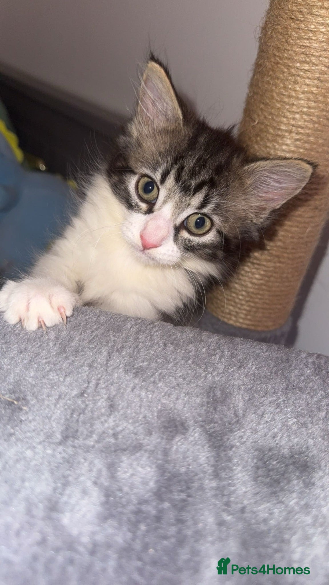Mixed Breed cats Kitten ready now! - Advert 9