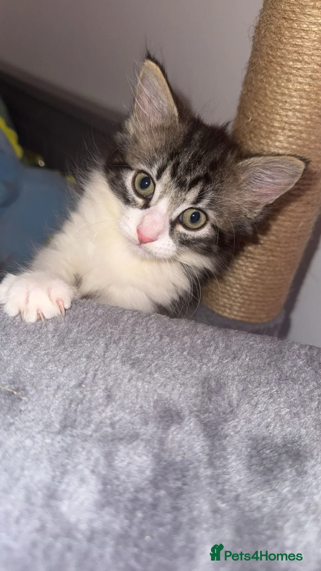 Mixed Breed cats for sale: Kitten ready now! in Havant - Advert 1