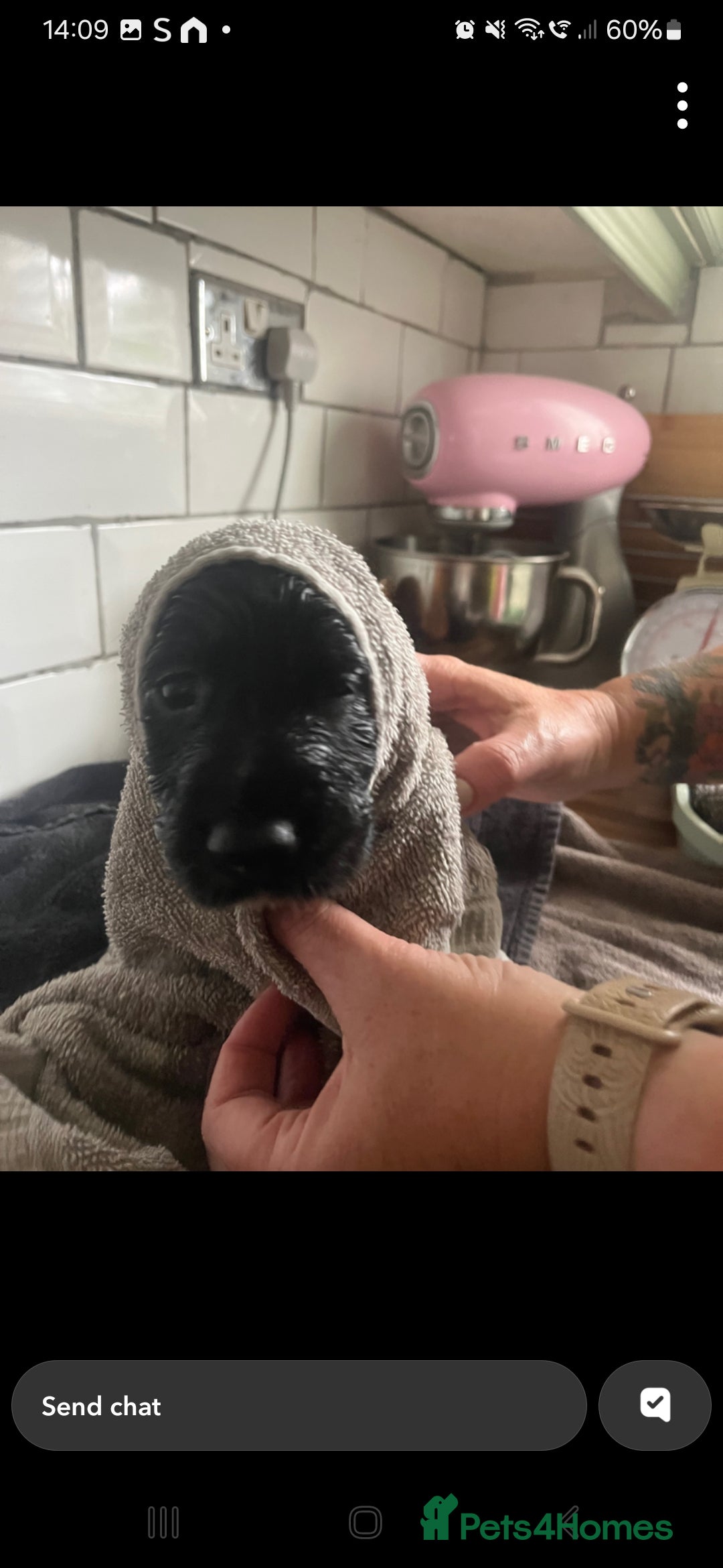 Cocker Spaniel dogs for sale:  Cocker spaniel puppies  - Image 15
