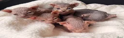 Sphynx cats for sale: ✨ tiny Canadian Sphynx elves ✨ - Advert 9