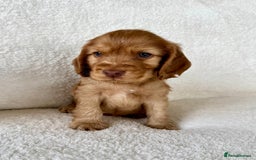 Cocker Spaniel dogs for sale: Show cockers kc registered simbawood lines - Image 13