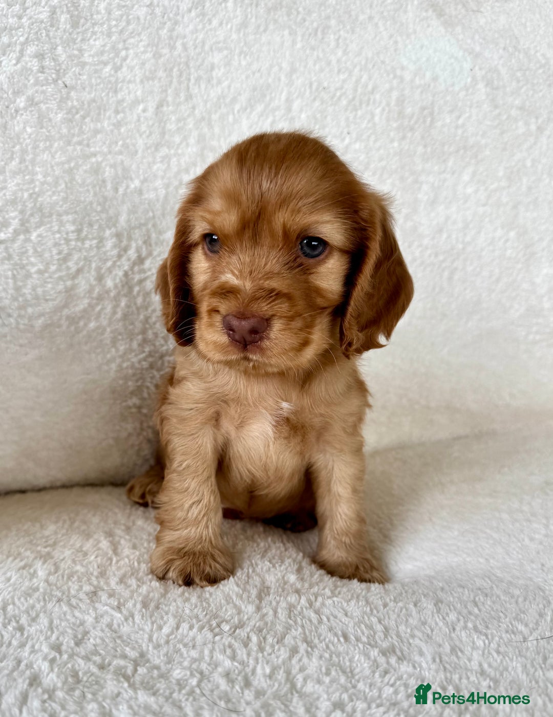 Cocker Spaniel dogs for sale: Show cockers kc registered simbawood lines - Image 13