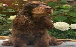 Cocker Spaniel dogs for sale: Stunning show cocker spaniels  - Image 14