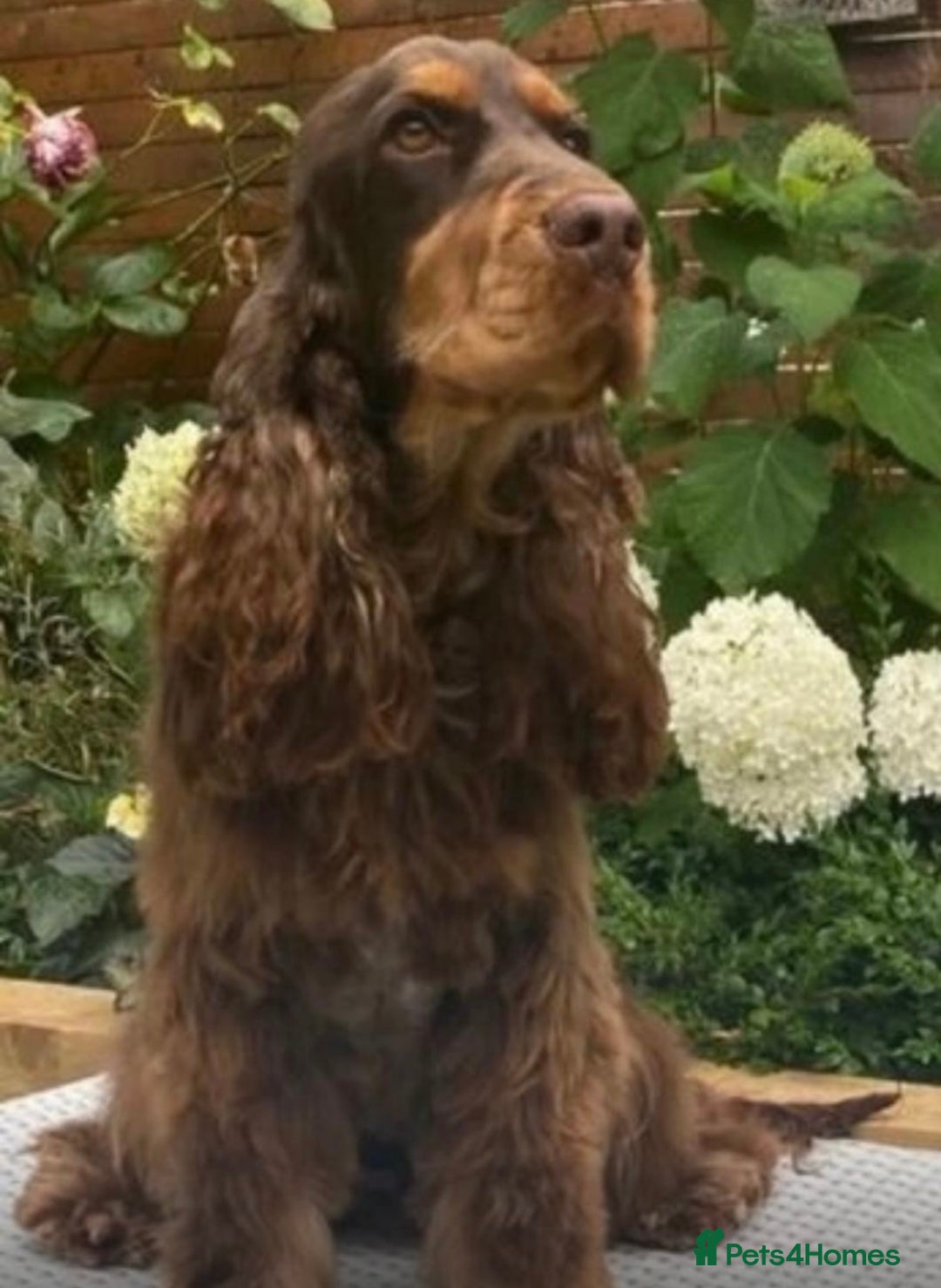 Cocker Spaniel dogs for sale: Stunning show cocker spaniels  - Image 14