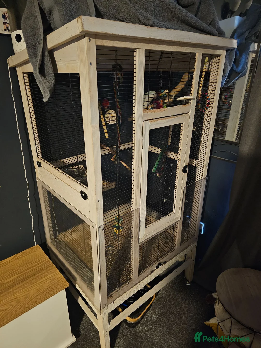 Parrots birds for sale: Bluey the quaker  parrot - Advert 3