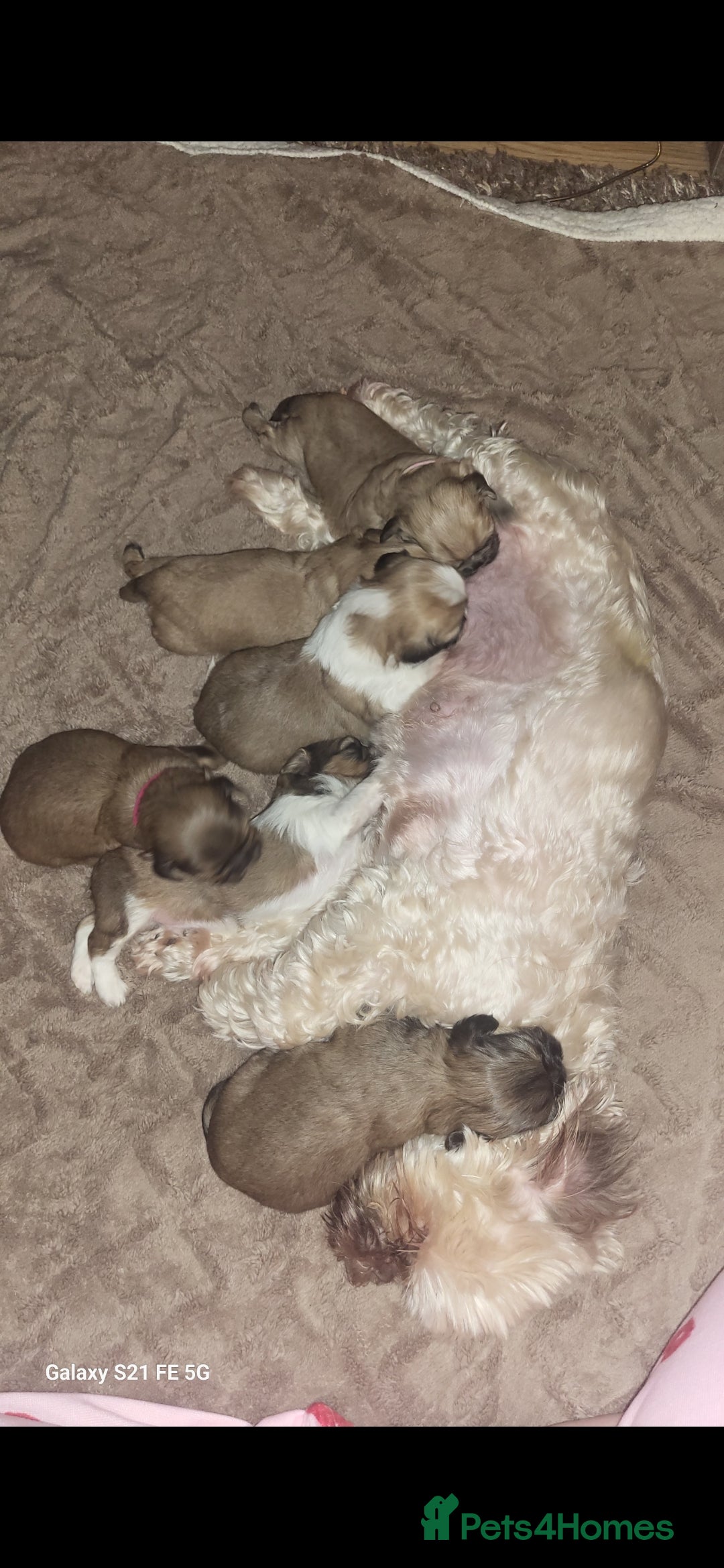 Mixed Breed dogs for sale: Shision/shitzu pups  - Advert 8