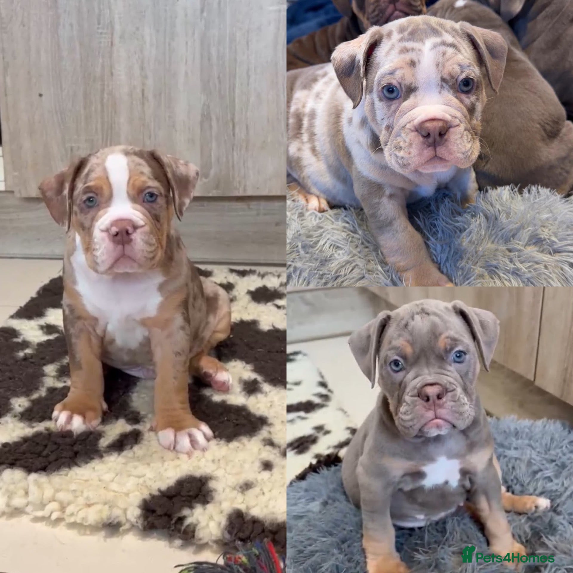 Olde English Bulldogge dogs Old English bulldogs  - Advert 1