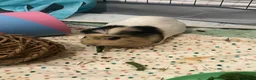 Guinea Pig rodents for sale: Male guinea pig  - Advert 3