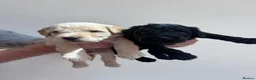 Mixed Breed dogs for sale: Gorgeous Ultimate Doodles - Advert 13