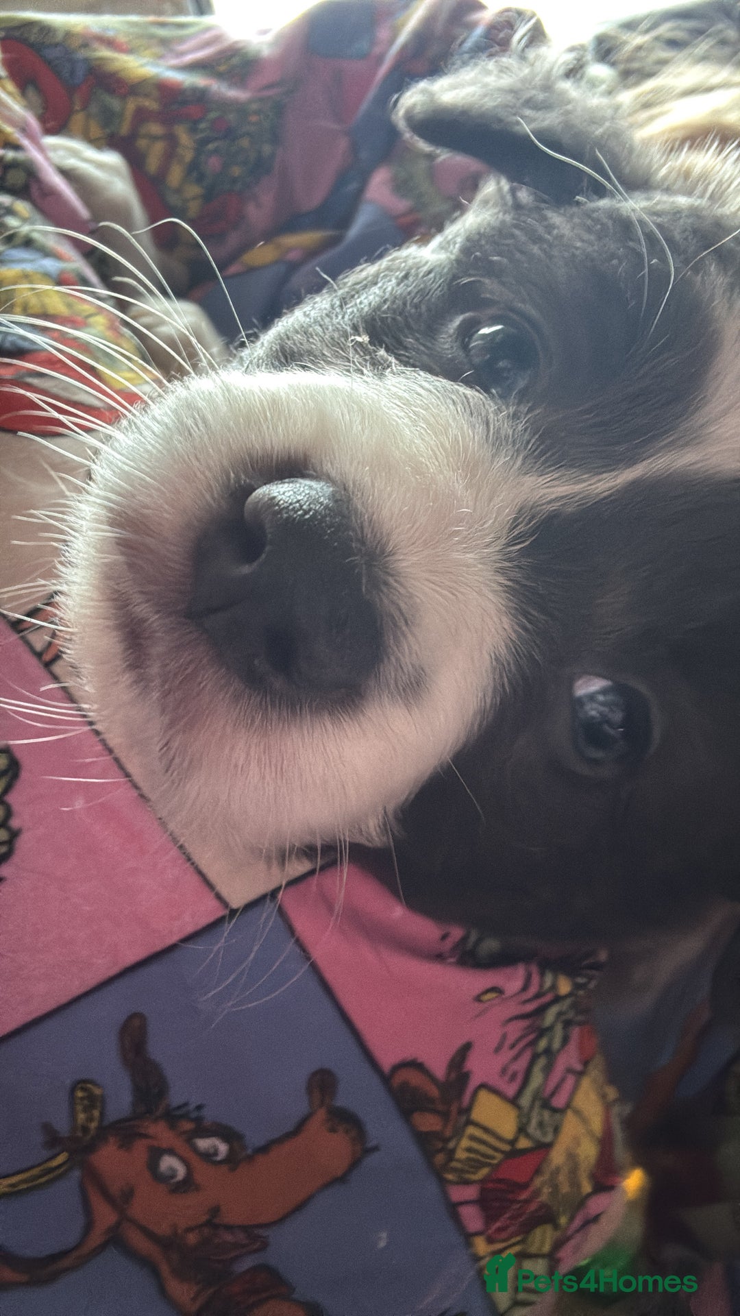 Border Collie dogs for sale: 4 border collie puppies - Advert 5