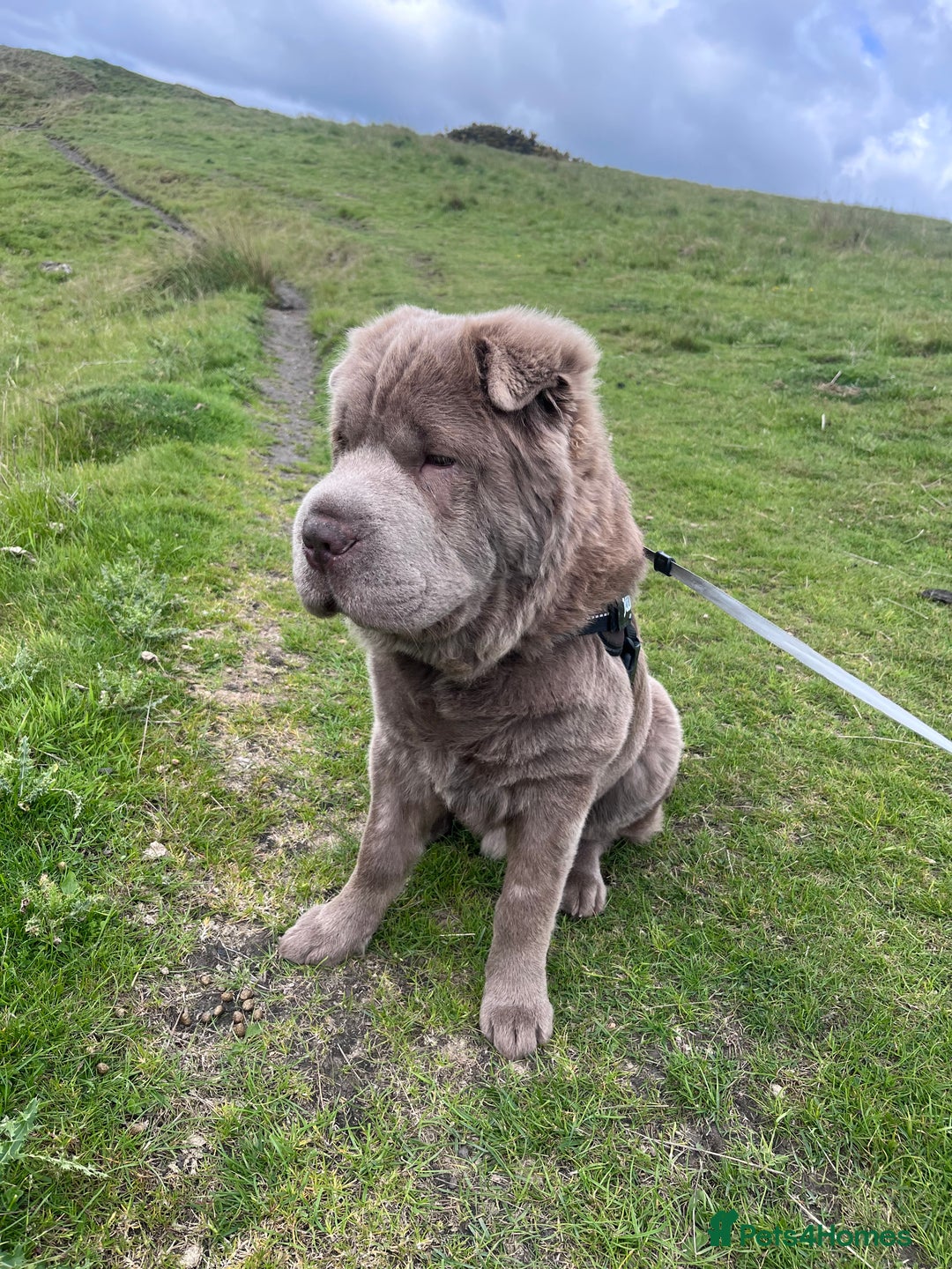 Shar Pei dogs for stud: Yogi for Stud  - Image 4