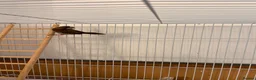 Finches birds for sale: 2 Male Finches for sale  - Advert 2