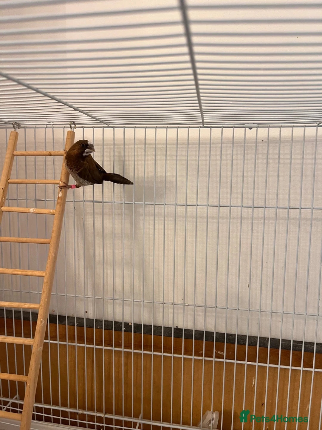 Finches birds for sale: 2 Male Finches for sale  - Advert 2