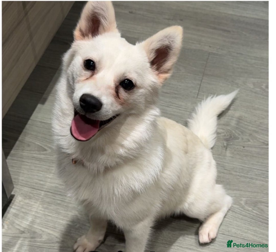 Pomsky dogs for sale: Pomsky’s For sale  - Advert 3