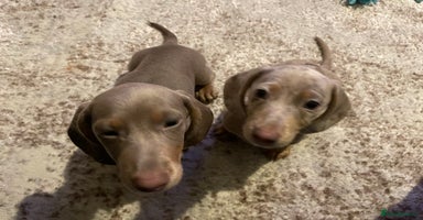 Miniature Dachshund dogs - Advert 14