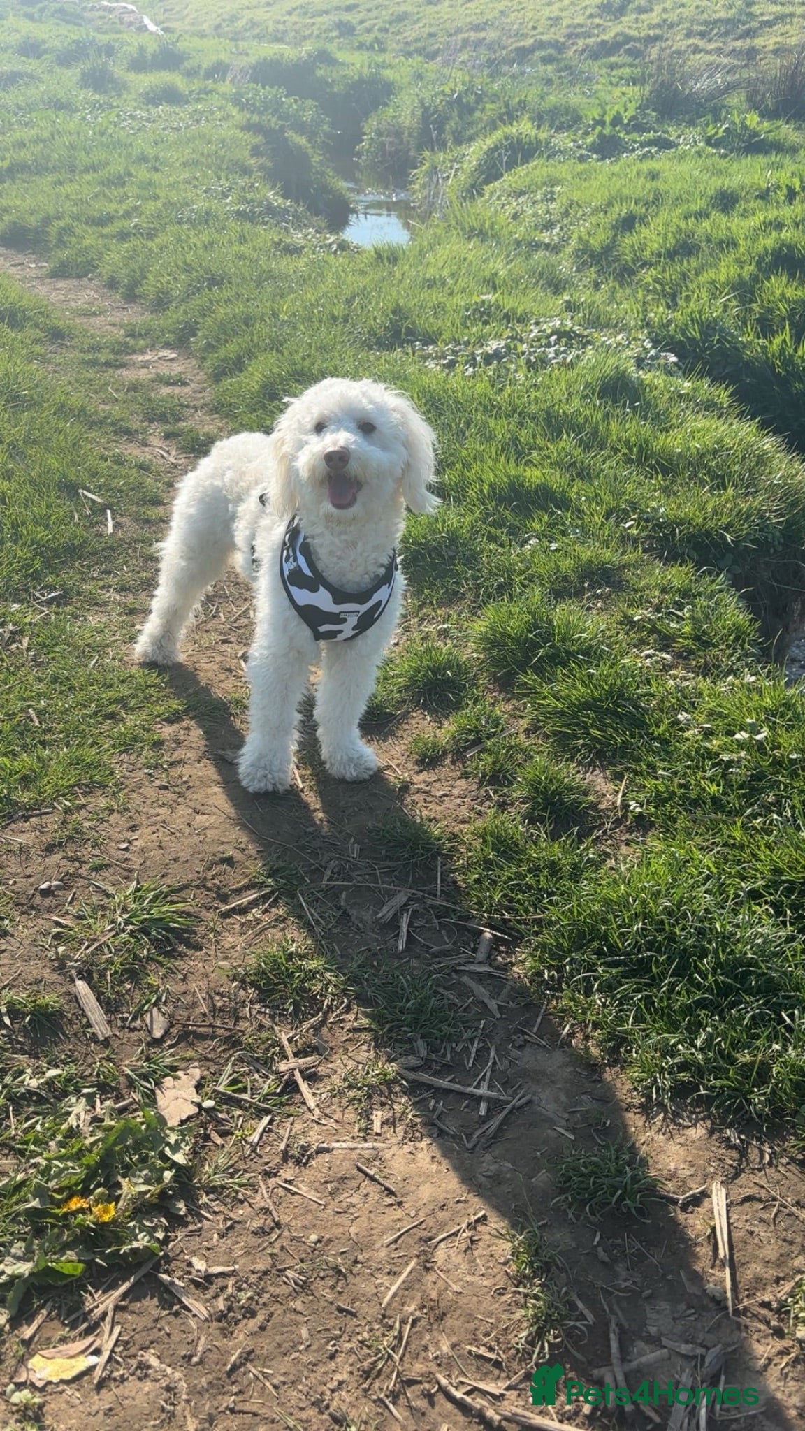 Goldendoodle dogs for sale: Goldendoodle  - Advert 1