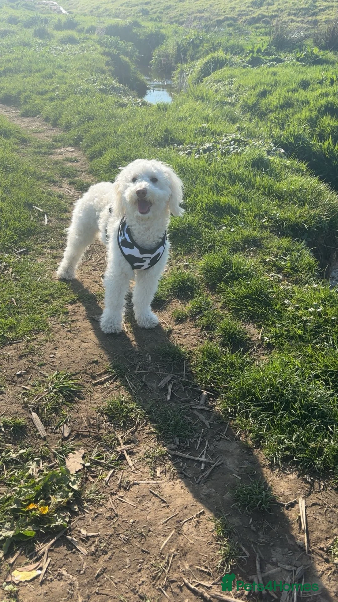 Goldendoodle dogs for sale: Goldendoodle  - Advert 1