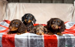 Miniature Dachshund dogs for sale: STUNNING CHOCOLATE LONG HAIRED BOYS - Image 2