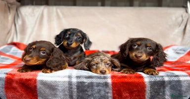 Miniature Dachshund dogs - Advert 5