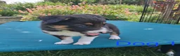 Border Collie dogs for sale: Beautiful border collie pups *3 dogs available* - Advert 6