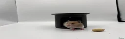 Hamster rodents for sale: Pedigree Syrian hamster pups  - Advert 13
